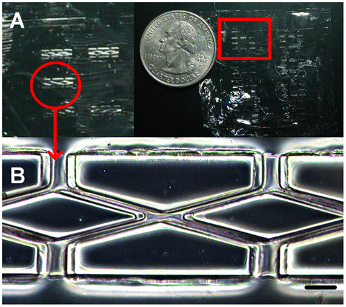 Figure 3. PLGA scaffold. (A) Entire PLGA film with eight individual hexagons (red square). (B) The double rhombus structure within each hexagon. Scale bar: 100 μm.