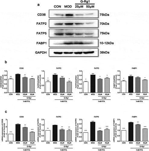 Figure 5. Effects of G-Rg1 on lipid uptake-related mRNA and protein expressions induced by FFA. Total proteins were extracted for western blot (a), quantified by bands intensity (b) and total RNA was isolated for RT-PCR analysis of CD36, FATP2, FATP5, FABP1 (c). Data represent mean ± SD (n = 3). *P < 0.05, **P < 0.01, ***P < 0.001 (compared with the FFA-treated model group).