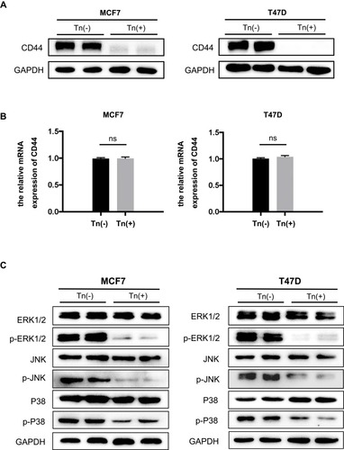 Figure 4 CD44 expression and the associated MAPK signaling pathway were impaired in Tn-positive cancer cells. (A) The expression of CD44 at its protein levels was determined by Western blot analysis. It showed that Cosmc deficiency drastically reduced the expression of CD44 in Tn-positive MCF7 and T47D cells compared with the corresponding Tn-negative control cells. (B) Quantitative RT-PCR analysis showed that the mRNA levels of CD44 were not different between the Tn-positive and Tn-negative MCF7 and T47D cells. ns indicates no significant difference. (C) Cosmc disruption inhibited the phosphorylation of the MAPK signaling pathway. The expression levels of ERK1/2, p-ERK1/2, JNK, p-JNK, p38 and p-p38 were determined by Western blot analysis.