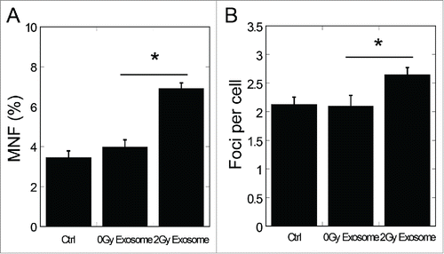 Figure 1. Bystander effects induced by exosomes isolated from conditioned medium of irradiated cells. (A) Frequency of micronuclei (MNF) in bystander cells treated for 48 h with exosomes isolated from conditioned medium harvested from directly irradiated cells. Cells were exposed to 0 Gy and 2 Gy of X-rays. Conditioned medium was harvested 4 h after exposure. (B) Yields of 53BP1 foci in bystander cells treated for 2 h with exosomes isolated from conditioned medium harvested from irradiated cells 4 h after exposure to 0 Gy and 2 Gy of X-rays. Error bars represent means ± standard error of 3 biological replicates and the superscript (*) denote a significant difference between groups (P < 0.05) as determined by Student's t test.