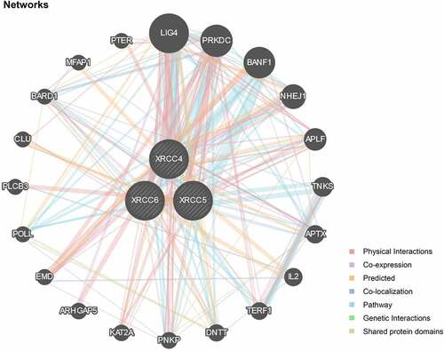 Figure 9. Network of gene interactions associated with XRCC4/5/6 function
