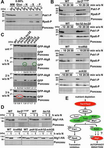 Figure 2. TORC1 negatively regulates autophagy. (A) TORC1 kinase activity and phosphorylation of its downstream consecutive targets, Psk1 and Rps6, are inhibited upon nutrient deprivation. MM cultures of strain CC10 (expressing GFP-Atg8) were collected at the logarithmic phase (-) and 30 min or 8 h after switching to modified MM with low glucose (0.08% Gluc), or without nitrogen (- N), sulfur (- S), and phosphorus (- P) sources. TCA extracts were analyzed by western blot with anti-phospho-Psk1 (anti-RPS6KB/p70) and anti-phospho-Rps6 (anti-AKT) antibodies. (B) Effect of TORC1 pathway mutants on the inhibition of Psk1 and Rsp6 phosphorylation after nitrogen depletion. MM cultures of strains CC10 (WT), JUP1350 (tor2L1310P), CC31 (tsc1Δ tsc2Δ), CC18 (tco89Δ) and CC21 (sck2Δ) were shifted to nitrogen depleted media for 10–30 min and analyzed as in (A). (C) Effect of TORC1 pathway mutants on autophagy activation upon nitrogen depletion. MM cultures of strains CC10 (WT), CC14 (tsc1Δ), CC31 (tsc1Δ tsc2Δ), CC18 (tco89Δ), CC66 (psk1Δ), CC89 (sck1Δ) and CC21 (sck2Δ), all expressing GFP-Atg8, were shifted or not at the logarithmic phase (unt) to nitrogen-free medium for 1–3 h, and were processed and analyzed as in Figure 1A. Accelerated GFP-Atg8 cleavage is indicated with green circles, while deficient cleavage is labeled with a red circle. Numbers below the panels represent the amount of cleaved GFP relative to the amount after 2 h without nitrogen in WT (with an assigned value of 1). (D) Atg1 dephosphorylation after nitrogen depletion is defective in tor2L1310P and tsc1Δ mutants. MM cultures of strains CC99 (WT), CC115 (tor2L1310P), CC101 (tsc1Δ), RB15 (tco89Δ), RB5 (psk1Δ), RB13 (sck1Δ), and RB6 (sck2Δ), all expressing Atg1-HA, were shifted or not to nitrogen-free medium, and processed and analyzed as in (A), using anti-HA antibody. (E) Scheme depicting the nutrient depletion-dependent antagonistic regulation by TORC1 pathway of growth-related functions and of autophagy. Deletion or point mutants used in this study are represented in red (low autophagy) and green (high autophagy). See text for details.