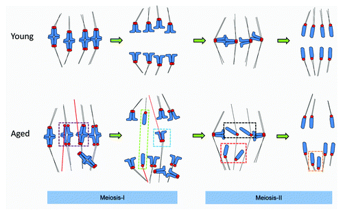 Figure 5. A 2-step model for chromosome mis-segregation in oocytes from older females. In meiosis-I there is a failure of timely establishment of polar MT attachments and an increased incidence of misattachment (erroneously attached MTs are highlighted in red), including meiotic–merotelic attachment and lateral attachments (not depicted). Misattachments occur both when kinetochore pairs remain tightly coherent, or are partially dissociated (illustrated in the purple box). If uncorrected at the time of anaphase onset, these attachments would cause dyads to experience “pulling forces” from both poles, which may result in a lagging chromosome (see the blue box). We speculate that were meiotic–merotelic attachment to occur at a sister pair where cohesion loss was substantial, anaphase forces could conceivably cause sisters to dissociate in meiosis-I, causing losses and gains of individual chromatids in meiosis-I (green box). In meiosis-II, individualized chromatids misalign at the spindle poles in metaphase (Met-II, red box) and are then inherited at the proximal spindle pole (orange box). Loss of coherence means that mechanisms to ensure that sisters are dispatched to opposite poles are absent. Any individualized chromatids that remain near or at the spindle equator likely segregate randomly (black boxes). Thus, cohesion loss is not the major cause of sister chromosome pair (dyad) mis-segregation in meiosis-I, but is directly responsible for aneuploidy in meiosis-II.