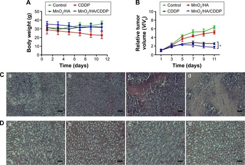 Figure 12 In vivo antitumor effect.Notes: (A) Body weight of tumor-bearing mice as a function of time; (B) relative tumor volumes of tumor-bearing mice at different times; (C) H&E-stained tumor tissues harvested from the mice under different treatments; (D) H&E-stained kidney tissues harvested from the mice under different treatments; (a) control group; (b) MnO2/HA group; (c) CDDP group; (d) MnO2/HA/CDDP group. The scale bar is 100 μm. *P<0.05.Abbreviations: CDDP, cis-diamminedichloroplatinum; HA, hyaluronic acid; H&E, hematoxylin and eosin; MnO2, manganese dioxide; V, tumor volume at a certain day; V0, initial tumor volume.