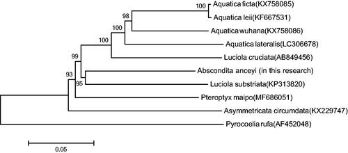 Figure 1. Molecular phylogeny of Abs. anceyi and nine other firefly species based on the complete mitochondrial genome. The complete mitochondrial genome was downloaded from GenBank and the phylogenic tree was constructed by neighbour-joining method with 1000 bootstrap replicates. MtDNA accession numbers used for tree construction are as follows: Pteroptyx maipo (MF686051) Aquatica ficta (KX758085), Pyrocoelia rufa (AF452048), Aquatica leii (KF667531), Aquatica wuhana (KX758086), Luciola cruciata (AB849456), Asymmetricata circumdata (KX229747), Aquatica lateralis (LC306678), and Luciola substriata (recently identified as Sclerotia flavida by Ballantyne et al. Citation2016) (KP313820).