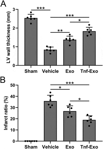 Figure 3. Exosomes derived from TNF-α-treated BMSCs alleviated infarct size after myocardial infarction in mice.