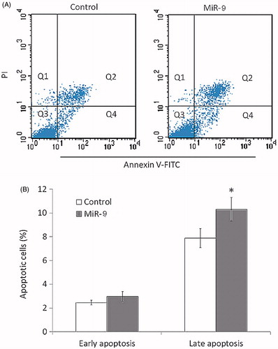 Figure 4. MiR-9 induces OSCC cell apoptosis. Cell apoptosis is measured by flow cytometry analysis of Annexin V-FITC double-labelled Tca8113 cells transfected with miR-9 mimics and miRNA control. (A) Flow cytometry profile represents Annexin V-FITC staining in x axis and propidium iodide (PI) in y axis. Dual staining of cells with Annexin V-FITC and PI enabled categorization of cells into four regions. Region Q1 shows the necrotic cells, Q2 shows the late apoptotic cells, Q3 shows the live cells, and Q4 shows the early apoptotic cells. (B) The experiment was repeated three times and data represent the average of the early apoptotic and late apoptotic cells. *p < .05.