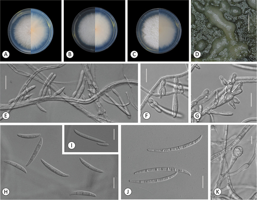 Figure 6. Fusarium steppicola. A–C. Colony morphology after 8 d growth on PDA using a 12/12 h photoperiod. Colony surface shown on left half of each plate and colony undersurface on right half. A. KG107. B. KG142. C. KG192. D–K. KG160. D. Sporodochia formed on carnation leaf. E–G. Aerial conidia formed on monophialides. H–I. Fusiform multiseptate aerial conidia. J. Fusiform multiseptate sporodochial conidia. K. Terminal chlamydospore. Bars: D = 0.5 mm; E–K =20 μm.