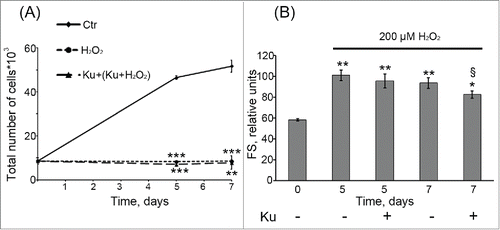 Figure 3. Cell treatment with 10 μM Ku was not able to prevent H2O2-induced senescence of hMESCs. (A) Ku had no effect on the cell proliferation of H2O2-treated hMESCs. Cell number was determined by FACS at indicated time points (M ± SD, N = 3, **p<0.01, ***p<0.005, versus control). (B) ATM inhibition with Ku did not prevent H2O2-induced increase in the cell size. Forward scatter (FS) reflects the average cell size. M ± SD, N = 3, *p<0.05, **p<0.01, versus control, §p<0.05, versus H2O2-treated cells. Ctr – control. “Cell treatment with 10 μM Ku was not able to prevent H2O2-induced senescence of hMESCs. (A) Ku had no effect on the cell proliferation of H2O2-treated hMESCs. Cell number was determined by FACS at indicated time points (M ± SD, N = 3, **p<0.01, ***p<0.005, versus control). (B) ATM inhibition with Ku did not prevent H2O2-induced increase in the cell size. Forward scatter (FS) reflects the average cell size. M ± SD, N = 3, *p<0.05, **p<0.01, versus control, §p<0.05, versus H2O2-treated cells. Ctr – control.