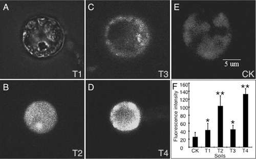 Figure 1. A dose-dependent cytosolic Ca2+ fluorescence intensity in the leaf protoplasts of oil sunflowers grown in soils supplied with FGDB or CaSO4. (A–E) Examples of fluorescence intensity of protoplasts preloaded with Fluo-3AM and (F) the changes of cytosolic calcium concentrations induced by FGDB or CaSO4. A: T1 soil; B: T2 soil; C: T3 soil; D: T4 soil; and E: CK control soil. Bar=5 µm. Compared to the CK control soils, *p<0.05, **p<0.01. Data represented as mean±SD of an N of 30 for each condition.