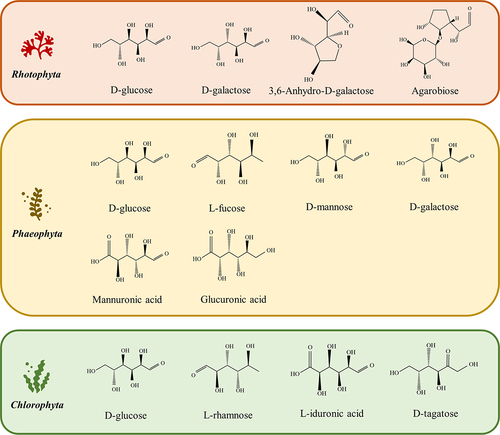Figure 2. Major monosaccharides present in the hydrolysates of red, brown, and green macroalgae.