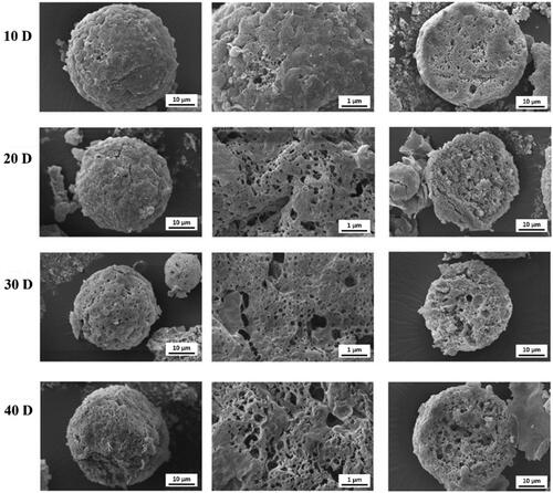 Figure 4. The degradation process of ASM-PLGA-M obtained by SEM images.