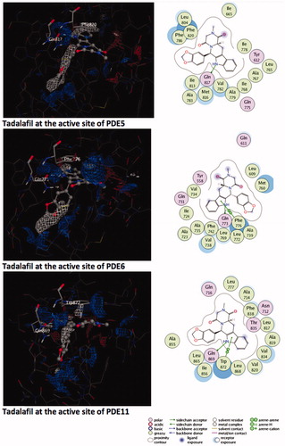 Figure 1. Electrostatic maps of the active sites of the enzymes (left panel). Blue, red and white colours represent positively charged, negatively charged and hydrophobic preferences built at the drug-binding cavity site (near 5 Å distance from the ligand). Tadalafil fulfils the positively charged electrostatic requirement created by the acceptor atom (Oɛ) of the invariant Glutamine side chain in each active sites via carrying a hydrogen-bond donating moiety (–NH) at the amide fragment (namely, Glutamine Switch). On the other hand, hydrophobic residues, Phe820, Phe776 and Trp 820, sandwich the ligand (namely, Hydrophobic Clamp). 2D ligand–protein interaction diagrams (right panel). Green arrows indicate hydrogen bonding interactions. Green and purple discs show hydrophobic and polar residues, respectively. Representations are created with MOE molecular modeling package.