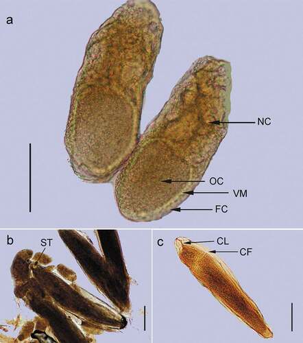 Figure 3. (a) A stage 10 follicle. FC – follicle cells. NC – nurse cells. OC – oocyte. VM – vitellin membrane. (b) An egg at the stage of about 40% of its total embryonic development. SI – stomodeal invagination. (c) An egg at the stage of 50% of its total embryonic development. CF – cephalic furrow. CL – clypeolabrum. Scale bar = 0.1 mm