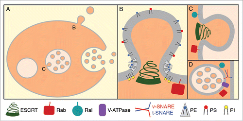 Figure 1. Mechanisms of extracellular vesicle release. (A) Extracellular vesicles can be released by direct budding of the plasma membrane to form microvesicles. Extracellular vesicles can also be released by the fusion of multivesicular bodies (MVBs) with the plasma membrane to release exosomes. To form MVBs, endosomes must first bud vesicles into their lumen, called intraluminal vesicles (ILVs). (B) Plasma membrane budding away from the cytoplasm requires Rab GTPases and the ESCRT complex. Lipids also play an important role in microvesicle budding, with phosphatidylinositols recruiting membrane-sculpting proteins and cone-shaped phosphatidylethanolamine inducing membrane curvature. (C) The budding of ILVs into MVBs also requires Rab and Ral GTPases and the ESCRT complex. (D) The fusion of MVBs with the plasma membrane to release exosomes requires vesicle tethering and fusion factors, such as Rab and Ral GTPases, SNAREs, and the V-type ATPase.