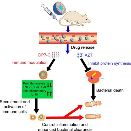 Figure 6 Proposed mechanism of action of AZT-D-LPs.Notes: Under infected conditions, after IV injection, both DP7-C and AZT were released from AZT-D-LPs formulations. The DP7-C selectively modulates innate immune response, and this results in a supressed inflammatory response that includes the downregulation of proinflammatory cytokines, such as TNF-α, IL-6, and IL-8, and a variety of chemokines. Meanwhile, the anti-inflammatory cytokine IL-10 was upregulated to neutralize the harmful inflammation, and effector cells and cytokines are recruited to the infection sites and controlled the infections. In addition, the released azithromycin binds the 50S ribosomal subunit of bacteria and inhibits the bacterial protein synthesis,Citation32–Citation35 resulting in bacterial death, and the DP7-C enhanced innate immune response collaborated with AZT more effectively clear bacterial debris.Abbreviations: AZT, azithromycin; AZT-D-LPs, DP7-C-modified AZT-loaded liposomes; IL, interleukin; IV, intravenous; TNF-α, tumor necrosis factor-alpha.