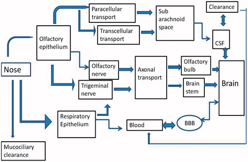 Figure 1. Overview of three different pathways after nasal administration.