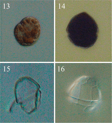 Figs 13–16. Light micrographs of the vegetative cells of Peridinium umbonatum sensu lato obtained from germinated cysts. Fig. 13. Non-thecated stage cell in which cingular portion is visible and radially arranged chloroplasts detectable. Fig. 14. Thecated stage cell. Fig. 15. Empty theca in lateral view, showing the slanting down profile of the hypocone. Fig. 16. Empty theca in dorsal view, showing the longer 4″ plate and the ‘remotum’ tabulation pattern.