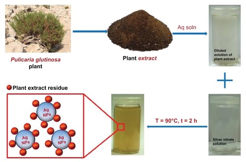Figure 1 Schematic illustration of the green synthesis of silver nanoparticles (Ag NPs) using aqueous extract of the Pulicaria glutinosa plant.Abbreviations: Aq soln, aqueous solution; t, time; T, temperature.