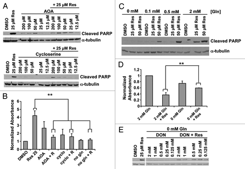 Figure 5. Role of glutamine metabolism in resveratrol induced apoptosis. (A) Transaminase inhibitors AOA and cycloserine were used in serum-free conditions. Twelve hours later resveratrol was added and cell death was assayed at 24 h by cleaved PARP or (B) nucleosome ELISA. **p < 0.05, paired two tailed t-test. (C) Cell death induced by resveratrol was assayed at varying glutamine concentrations. (D) Cell viability by crystal violet staining 60 h after resveratrol treatment at varying glutamine concentrations. **p < 0.05, paired one tailed t-test (E) The non-metabolizable glutamine analog, 6-diazo-5-oxo-L-norleucine (DON), did not restore resveratrol-induced death in glutamine-free medium.