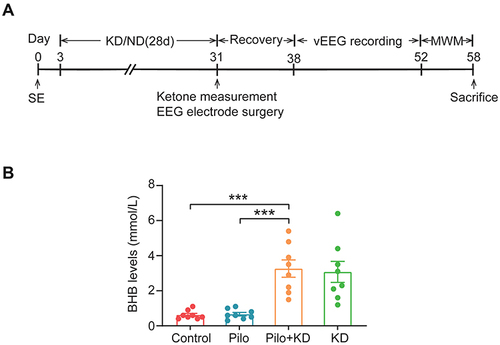 Figure 1 The β-hydroxybutyrate levels were measured with a ketone monitoring system. (A) Flow chart of the experimental procedures. Three days after SE, the rats were fed either the KD or a normal diet for 28 days. On the last day of the KD treatment, the rats’ ketone levels were measured and EEG electrodes were implanted. After a one-week post-surgery recovery period, continuous vEEG monitoring was used from day 38 to day 52 post-SE. An MWM test was conducted 6 days prior to sacrifice. (B) The β-hydroxybutyrate levels were measured with a ketone monitoring system after four weeks of KD treatment. (n=8 rats/group; one-way ANOVA with LSD test). The values were expressed as the mean ± SEM. ***Represents P < 0.001.