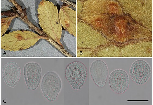 Figure 25. Pucciniastrum dingleyae on Gaultheria rupestris. A, B, Uredinia. C, Urediniospores. Scale bar = 20 μm.