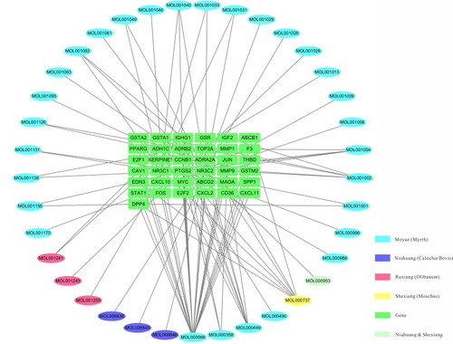 Figure 3 Ingredients–target genes network of Xihuang pill. Ellipse, chemical compounds from different herbs; Green rectangle, target genes.