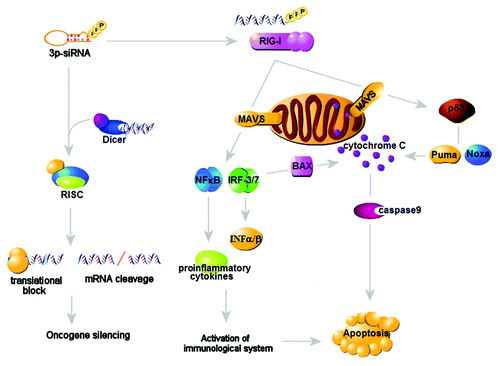 Figure 2. Intrinsic and immune-mediated antitumor actions of RIG-I. The RIG-I-mediated triggering of cytosolic PRRs results in the coordinated activation of IFNα/β-dependent innate responses and mitochondrial death pathways mainly mediated by Bcl-x-related protein Puma and Noxa, triggering tumor killing through the cell-autonomous and immune-mediated mechanisms.