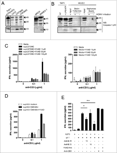 Figure 6. For figure legend, see next page. Figure 6 (see previous page). Active caspase-1 in cancer cells and HCMV-infected cells regulates the release of soluble molecules that enhance IFNγ production by human Vδ2neg γδ T cells. (A) Various cancer cell lines or non-transformed lung-derived MRC5 were cultured for 48 h, and lysed in denaturating buffer. Proteins were quantified to load the same amount of proteins per lane and then analyzed by SDS-PAGE immunoblotting (Western blotting) using anti-human caspase-1 p10 Ab. The p45 pro-caspase-1, p35, and p10 small catalytic subunit are indicated by dark arrowheads. LPS/ATP-treated THP-1 cells were used as the positive control for the presence of procaspase-1 p45 and p10. (B) HUVECs uninfected or infected with HCMV (MOI 10 for 48 h) were lysed in immunoprecipitation buffer (IP), and proteins were quantified to load the same amount of proteins per lane. Input indicates loading of cell lysates. THP-1 cells that were untreated or treated with LPS/ATP were used as positive control for the presence of procaspase-1 p45 and p10 using the anti-human caspase-1 p10 Ab. In parallel, solubilized caspase-1 p10 fragments contained in cleared supernatants after HUVEC cell lysis were precipitated by the addition of biotinyl-VAD-fmk; thereafter, biotinylated complexes were recovered by adding streptavidine-Sepharose beads, and the Sepharose-bound complexes were analyzed by Western blotting (WB) using anti-human caspase-1 p10 Ab. (C) U373MG cancer cells or (D) HUVECs that were uninfected or infected with HCMV (MOI 10) were cultured for 48 h at 37°C with or without various concentrations of Ac-YVAD-fmk (40 μmol/L for HUVECs). Conditioned culture supernatants (to the left) or fresh media (to the right) were then cleared by centrifugation and incubated with a Vδ1 γδ T polyclonal cell line for 24 h at 37°C, in the presence of anti-CD3. IFNγ secretion then was measured by ELISA from cell culture supernatants (mean ± SD; n = 3). (E) U373MG cancer cells were cultured for 48 h at 37°C with or without various concentrations of Ac-YVAD-fmk, and then co-cultured with a human Vγ4Vδ5 T-cell clone in the presence or absence of anti-IL-18, control anti-IL-10, or anti-CD3 antibodies. After 24 h at 37°C, IFNγ secretion was measured by ELISA from cell culture supernatants (mean ± SD; n = 3). ★, P < 0.05 and ★, P < 0.01.