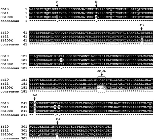 Figure 6. Multiple sequence alignment of Sleeping Beauty transposase sequences. Hyperactive amino acid mutations (in white and/or gray) compared to SB10 the original version of the SB transposase, SB10. Hyperactive SB11 and SB100X are targeted for clinical applications. Multiple sequence alignment was performed using EBI Clustal omega (Sievers et al., Citation2011) and shading was performed using BOXSHADE server version 3.21 (http://www.ch.embnet.org/software/BOX_form.html).