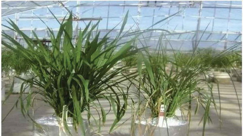 Figure 3. Impact of drought stress on the vegetative growth of rice.