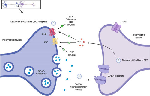 Figure 2 Modulation of the ECS by endocannabinoids and phytocannabinoids in presynaptic neurons in the central and peripheral nervous systems.