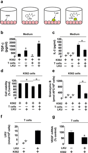 Figure 5. LKU downregulates the ability of primary human T cells to kill cancer cells. (a) PMA-pre-treated K562 cells were co-cultured with CD3 positive primary human T cells for 16 h in the absence or presence of 50 µM LKU. TGF-β (b) and IL-2 (c) levels were measured in the conditioned medium by ELISA. Viability of K562 cells (d) and Granzyme B activity (e) in them was measured as outlined in Materials and Methods. LKU levels (f) and VEGF mRNA levels (as indicator of HIF-1 activity) were measured in T cells. Quantitative data are shown as mean values ± SEM of five independent experiments. *p < 0.05 between indicated events.