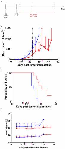 Figure 4. Therapeutic efficacy of cyclophosphamide plus repeated anti-CEA CAR T cell therapy on s.c. MC38/CEA tumor in CEATg mice