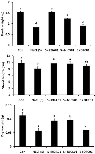 Figure 8. Effect of Penicillium spp. RDA01, NICS01, and DFC01 on shoot length and fresh and dry weight of sesame plants exposed to salt stress.