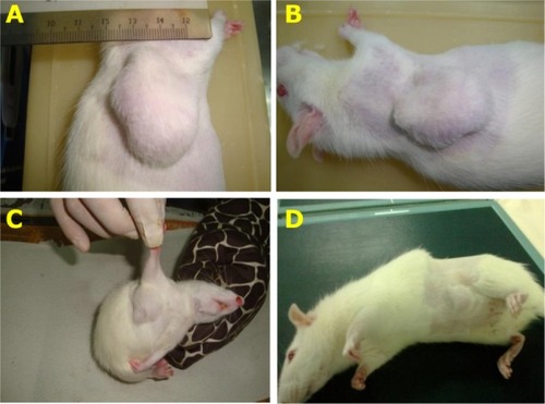 Figure 9 Therapeutic effect of AM treatment on LA7-induced mammary tumors in rats (4 weeks).