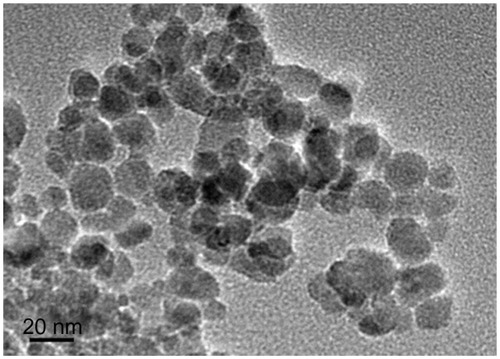 Figure 1 Transmission electron microscope image of magnetic Fe3O4 nanoparticles.