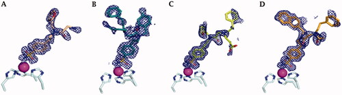 Figure 3. Electron density of A) 41, B) 42, C) 46, and D) 48 in hCA IX-mimic active site with a sigma of 1.0.