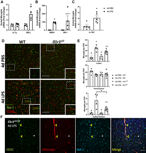 Figure 2 4d LPS drives cell-type specific changes in gene expression and IL-1R1-dependent microglia-vasculature interactions. Quantification of the relative mRNA expression of IL-1β (A), TNFα (A), YM-1 (B), MSR1 (B) and IL-1R1 (C) from FAC-sorted CD11b+CD45low microglia from WT mice treated with 4d LPS (n=4-5). (D) Representative immunofluorescent images of Iba-1 (green) and CD31 (red) 24 hrs following 4d PBS or 4d LPS in WT or Il1r1r/r mice. (E) Analysis of microglia morphological features including, cuffed, parenchymal, and cuffed clusters of microglia per field of view (FOV) in WT or Il1r1r/r following 4d PBS or 4d LPS (WT PBS n=4; WT LPS n=4; Il1r1r/r PBS n=4; Il1r1r/r LPS n=6). (F) Representative immunofluorescent images of CD31 (green), tdTomato (red), Iba-1 (Cyan) and merged channels from IL-1R1 reporter mouse, Il1r1GR/GR after 4d LPS. Yellow arrows denote microglia clustering on tdTomato+/CD31+ blood vessels. White arrow denote tdTomato−/CD31+ blood vessel without microglia clustering. Scale bar = 100 μm. Bars represented as mean ± standard error. Data denoted with asterisk (*) were determined as statistically significant from corresponding control group (P < 0.05) following F-protected post hoc test. *p < 0.05.