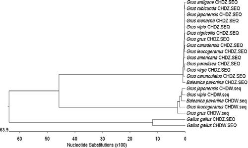 Figure 8.  Phylogenetic tree of CHD gene. It is suggested that crane CHD-W and CHD-Z evolve toward two different trends. The percent identity of CHD-Z or CHD-W gene in different kinds of cranes is beyond 97%. CHD gene has a relatively distant phylogenic relationship with the chicken (G. gallus).