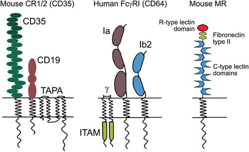 Figure 2. Structure of murine CR1/2 (left), human FcγRI (middle) and murine MR (right).