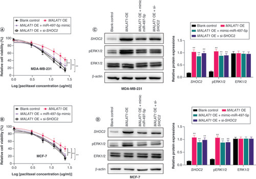 Figure 5. MALAT1 increased paclitaxel resistance of breast cancer cells via enhancing the SHOC2 axis. (A & B) Upregulation of MALAT1 in MDA-MB-231 and MCF-7 cells led to increased paclitaxel resistance in both cell lines. Significance levels are relative to MALAT1 overexpression in the same paclitaxel dose. (C) Representative western blot image and column diagram of relative expression of SHOC2, ERK1/2 and pERK1/2 in MDA-MB-231 cells. (D) Representative western blot image and column diagram of relative expression of SHOC2, ERK1/2 and pERK1/2 in MCF-7-PR cells. Significance is relative to the blank control.*p < 0.05; **p < 0.01.PR: Paclitaxel-resistant.