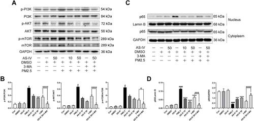 Figure 6 AS-IV inhibits the PI3K/Akt/mTOR pathway and NF-κB translocation in PM2.5-induced NR8383 cells. (A and B) The levels of p-PI3K, PI3K, p-AKT, AKT, p-mTOR, and mTOR were determined by Western blot analysis. (C and D) The levels of cytoplasmic and nuclear p65 were determined by Western blot analysis. Graphs represent mean±SEM (n=3). #P<0.05, and ####P<0.0001 compared with DMSO group; *P<0.05, ***P<0.001, and ****P<0.0001 compared with PM2.5 group; &P<0.05 compared with AS-IV 50 group; @P<0.05, @@@P<0.001, and @@@@P<0.0001 compared with 3-MA group.