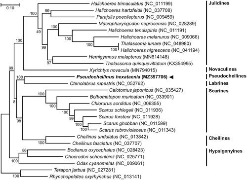 Figure 1. Maximum-likelihood (ML) phylogeny of 24 published complete mitogenomes belonging to Labriformes and two Centrarchiformes species as an outgroup based on the concatenated nucleotide sequences of protein-coding genes (PCGs). The phylogenetic analysis was performed using the maximum likelihood method, GTR + G + I model with a bootstrap of 1000 replicates. Numbers on the branches indicate ML bootstrap percentages. DDBJ/EMBL/Genbank accession numbers for published sequences are incorporated. The black triangle indicates the fish analyzed in this study.