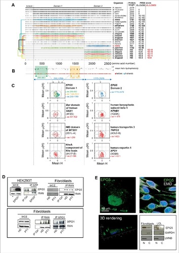 Figure 7. Conservation analysis, predicted secondary structures, and hydrophobic moment plots of the EPG5 protein. (A) Plot of the amino acid identities between EPG5 protein from various organisms and human EPG5 protein as obtained from multiple sequence alignment. For each sequence, PRSS scores are reported (versus the human protein), and for proteins showing poor homology (PRSS scores ≤ 10-6) these scores were also calculated versus the Capitella teleta protein and indicated in red. The colored connectors join pairs of non-overlapping sequences (named domain 1 and domain 2) found for the same organism and encompassing, taken together, the full structured region of EPG5 as inferred from secondary structure predictions by PSIPRED (shown in [B] together with the plot of the mean hydrophobicity calculated with a sliding 11-residue-long window). (C) The hydrophobic moment plots calculated for different residue ranges of human EPG5, and, for comparison, also for the known helical regions of protein domains involved in membrane remodeling (the Bar domain of human SNX1, the F-actin binding domain IMD of mim, and the NheA component of Nhe toxin) and of some characterized karyopherins (human KPNB1, human TNPO3, and human XPO1). The Protein Data Bank accession codes used to extract the information of the helical regions for these proteins are indicated in parentheses below the protein names. It can be noticed that the mean hydrophobic moments for helices in domain 1 and domain 2 of EPG5 cluster differently: EPG5 domain 1 presents an enrichment of helices towards increased hydrophilicity and high hydrophobic moments that are more similar to those of membrane-remodeling proteins, whereas EPG5 domain 2 shows a clustering resembling more that of karyopherins. (D) Immunoprecipitation with anti-EPG5 or -GFP or anti-RAN antibodies resolved with anti-RAN or anti-EPG5, respectively, and the reciprocal experiment. The same experiment was performed for the XPO1/CRM1-RAN interaction. WCE, whole-cell extract. (E) 3D rendering of HEK293T cells labelled with anti-EPG5 antibody showing its perinuclear distribution (left panel). Nuclear and cytoplasm distribution of EPG5 by immunofluorescence (in HEK293T cells) with EMD antibody (right panel) and by western blot in fibroblasts and LCL of HD (right panel). LMNB and GAPDH were used as reference markers for nuclear and cytoplasmic extracts, respectively.