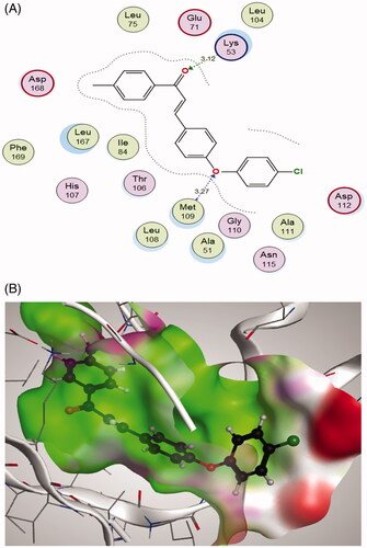 Figure 12. (A) 2 D interactions of compound 2f within p38alpha MAP kinase active site; (B) 3 D diagram of compound 2f interactions within p38alpha MAP kinase active site.