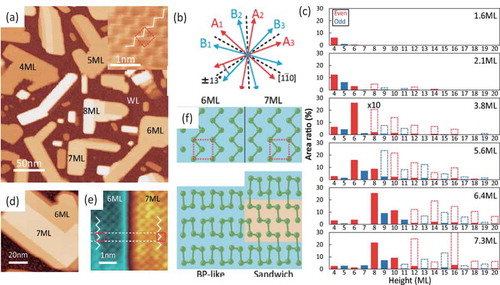 Figure 6. Nucleation of Bi(110) islands on the Si(111)√3×√3-B substrate. (a) Typical STM image of the nucleated Bi(110) islands for a Bi coverage of 5.6 MLs. Inset: atomically resolved STM image of the surface of a Bi(110) island. (b) Six preferred in-plane orientations of the nucleated Bi(110) islands. (c) Evolution of the height distribution of the Bi(110) islands. The distributions are magnified tenfold at greater heights for clarity, as indicated by the dashed bars. (d) STM image of a six-ML-thick Bi(110) island with a single-layer terrace. (e) High-resolution STM image of the atomic arrangement in the vicinity of the edge between six- and seven-ML-thick regions. (f) Ball-and-stick model of the atomic structure of the island with six- and seven-ML-thick regions. The six-ML-thick region has the BP-like structure, whereas the seven-ML-thick region has a sandwich structure. Reprinted with permission from [Citation34]