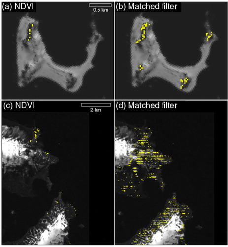 Fig. 3  (a) Normalized Difference Vegetation Index (NDVI; >0.2) analysis for north-west Deception Island and (c) Half Moon Island, South Shetland Islands (see Fig. 2), using Landsat 8 imagery. (b) Matched filtering analysis for north-west Deception Island and (d) Half Moon Island, using Landsat 7 imagery. (See Supplementary Table S1 for details on the Landsat scenes.) The projection of the maps is Lambert Azimuthal Equal Area.
