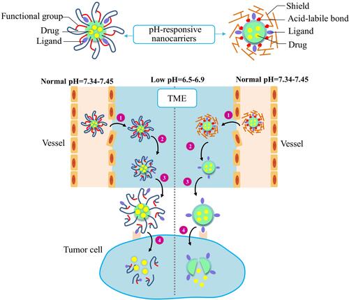 Figure 3 Improved drug delivery efficiency by two types of acidic TME-responsive nanocarriers. The ligands of acidic TME-responsive nanocarriers are covered by either functional groups (Left) or shields (right) before reaching tumor tissues. A nanocarrier covered with functional groups will respond to the low pH by protonation/ionization of the functional groups to reveal the targeting ligands. A nanocarrier covered with shielding molecules will respond to the low pH by degradation/cleavage of the shielding molecules to present the targeting ligands. The two types of nanocarriers undergo these common steps: 1) The EPR effect-promoted penetration and accumulation of nanocarriers in tumor. 2) The low-pH TME-triggered exposure of the targeting ligands. 3) Ligands binding to the cell surface receptors. 4) Internalization of nanocarriers and drug release in cellular compartments.