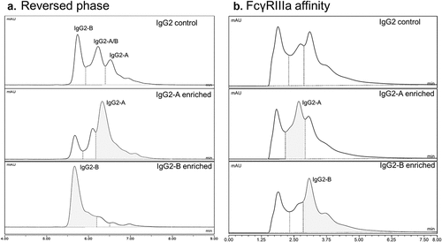 Figure 6. (a) Reversed-phase chromatograms with UV detection at 280 nm showing separation of a mixture of naturally occurring IgG2 disulfide variants and purified samples enriched for IgG2-A and IgG2-B. (b) FcγRIIIa affinity UV chromatograms of the same samples showing partial resolution of IgG2 disulfide isoforms. Mass spectra of the peak between 1–2 min contained relatively small abundance of protein ions, suggesting that the peak may be due to light scattering on the earlier eluting formulation excipients (sucrose, polysorbate) with different refractive indexes
